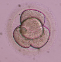 Έμβρυο 2ης ημέρας στο στάδιο των 4 κυττάρων 1ης βαθμίδας με ισομεγέθη βλαστομερίδια και πλήρη απουσία θρυμματισμού. Θεωρείται μορφολογικά άριστο έμβρυο 2ης ημέρας.