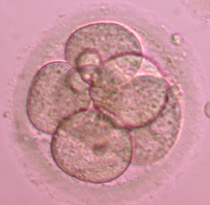 Έμβρυο 3ης ημέρας στο στάδιο των 6 κυττάρων 1-2ης βαθμίδας με ελάχιστο ποσοστό θρυμματισμού.