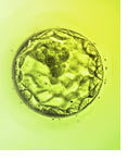 Blastocyst culture