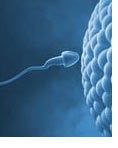 Intrauterine Insemination (IUI)