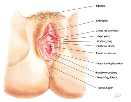 Τα εσωτερικά γεννητικά όργανα της γυναίκας