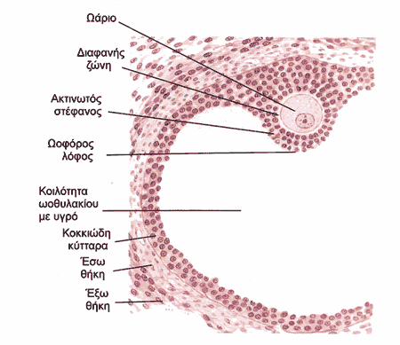 Το ώριμο (γρααφιανό) ωοθυλάκιο. 