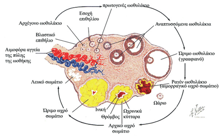 Η δομή της ωοθήκης και τα στάδια ανάπτυξης των ωοθυλακίων