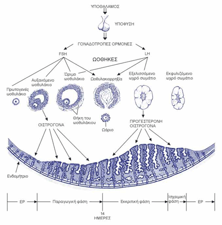 Η σχέση υποθαλάμου – υπόφυσης – ωοθήκης και η επίδραση των ωοθηκικών ορμονών στο ενδομήτριο κατά τη διάρκεια του γεννητικού κύκλου.