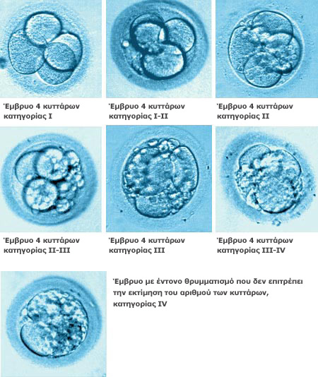 Έμβρυα 4 κυττάρων 2ης ημέρας.