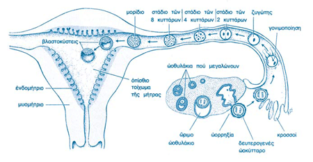 Σχηματική παράσταση του ωοθηκικού κύκλου, της γονιμοποίησης του ωαρίου στη σάλπιγγα, της διαίρεσης του εμβρύου και της διαδρομής του προς την κοιλότητα της μήτρας. 