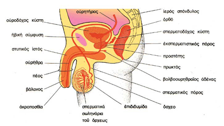 Τα αναπαραγωγικά όργανα του άνδρα