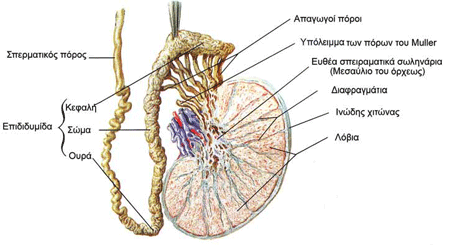Τομή όρχεως με την επιδιδυμίδα και τον σπερματικό πόρο.