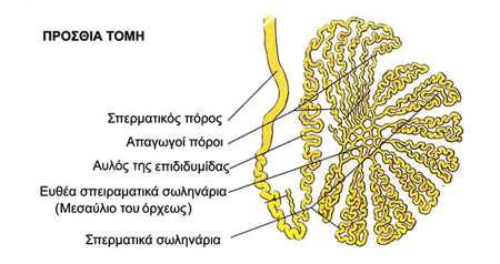 Σχηματική παράσταση των σπερματικών σωληναρίων, του όρχεως, της επιδιδυμίδος και του σπερματικού πόρου. 