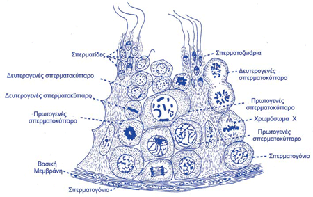 Σχηματική παράσταση των κυττάρων του σπερματικού σωληναρίου