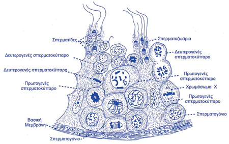 Σχηματική παράσταση των κυττάρων του σπερματικού σωληναρίου σελ. 