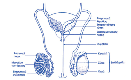Σχηματική παράσταση της αποχετευτικής οδού του σπέρματος.