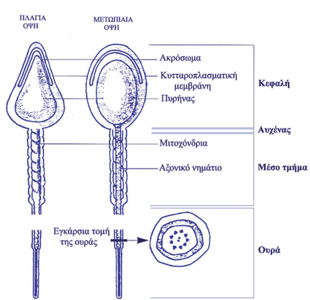 Σχηματική παράσταση της μορφολογίας του σπερματοζωαρίου.