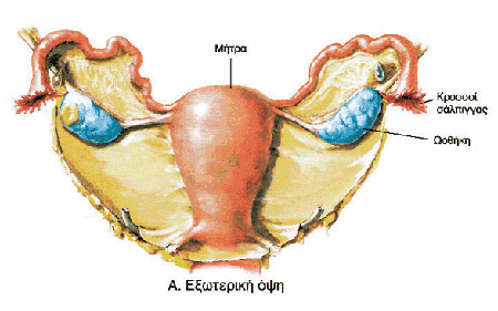 Τα εσωτερικά γεννητικά όργανα της γυναίκας