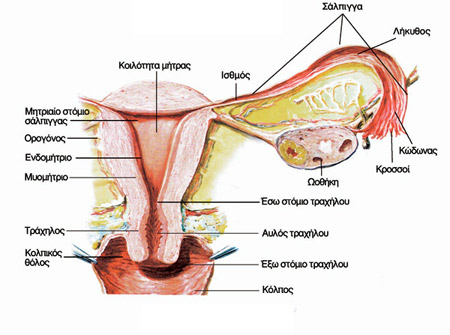 Τα εσωτερικά γεννητικά όργανα της γυναίκας