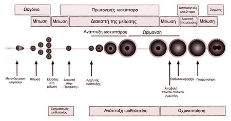 Σχηματική παράσταση της ανάπτυξης και ωρίμανσης του ωοκυττάρου.