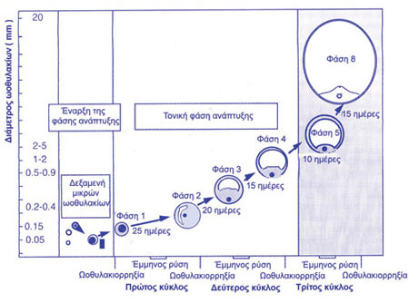 Χρονική πορεία της ανάπτυξης του ωοθυλακίου.