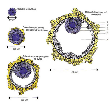 Σχηματική παράσταση των ωοθυλακίων από το αρχέγονο έως το γρααφιανό