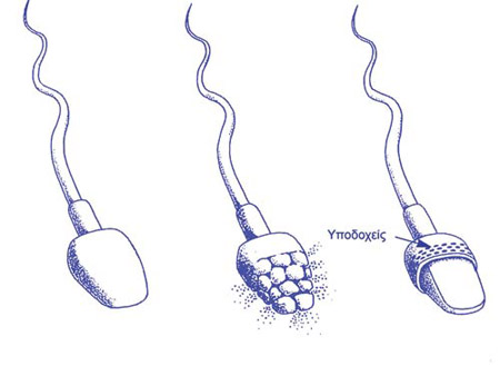 Σχηματική παράσταση των μεταβολών του σπερματοζωαρίου κατά τη γονιμοποίηση.