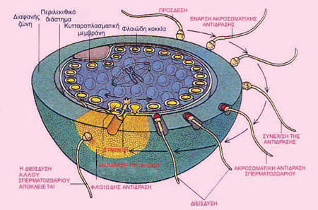 Διαδικασία γονιμοποίησης: Τα βέλη δείχνουν την ακολουθία. Πρόσδεση του  σπερματοζωαρίου στη διαφανή ζώνη, ακολουθεί η ακροσωματική αντίδραση και διείσδυση στη ζώνη. Το σπερματοζωάριο συντήκεται με την κυτταροπλασματική μεμβράνη του ωαρίου και προκαλεί τη φλοιώδη αντίδραση (κίτρινη περιοχή).