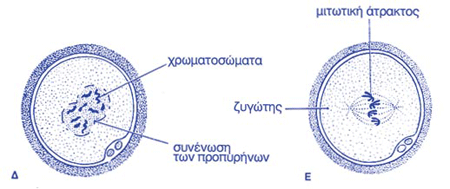 Συγγαμία (καρυογαμία).