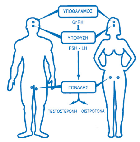 Ο άξονας υποθάλαμος-υπόφυση-ωοθήκες-όρχεις  και οι ορμόνες της αναπαραγωγής (αρχείο X. Καζλαρή)